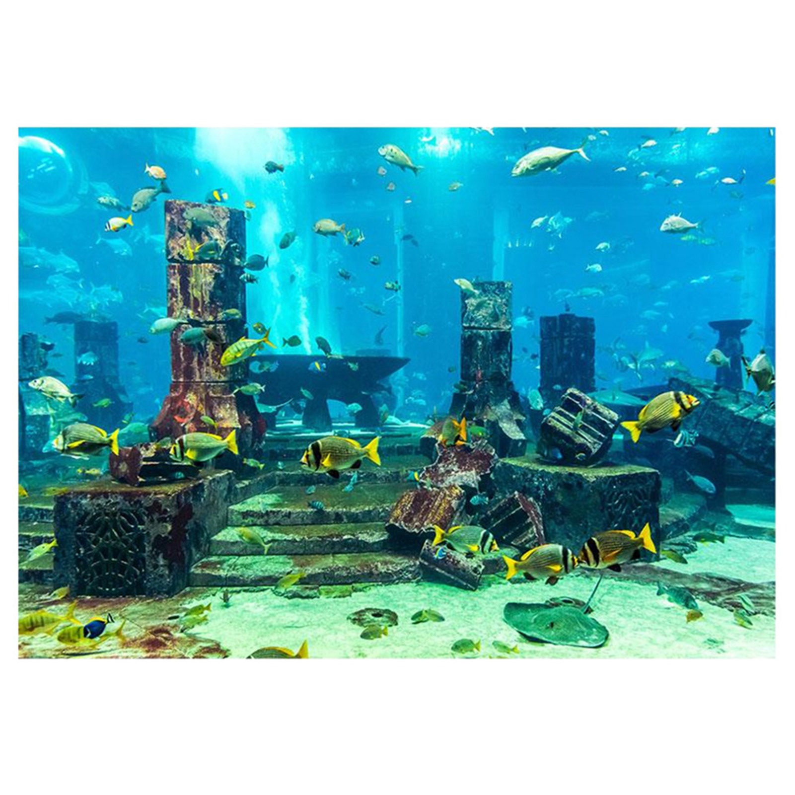 Aquarium Fish Poster - ZK20 Mercan Akvaryum Arka Plan Sualtı