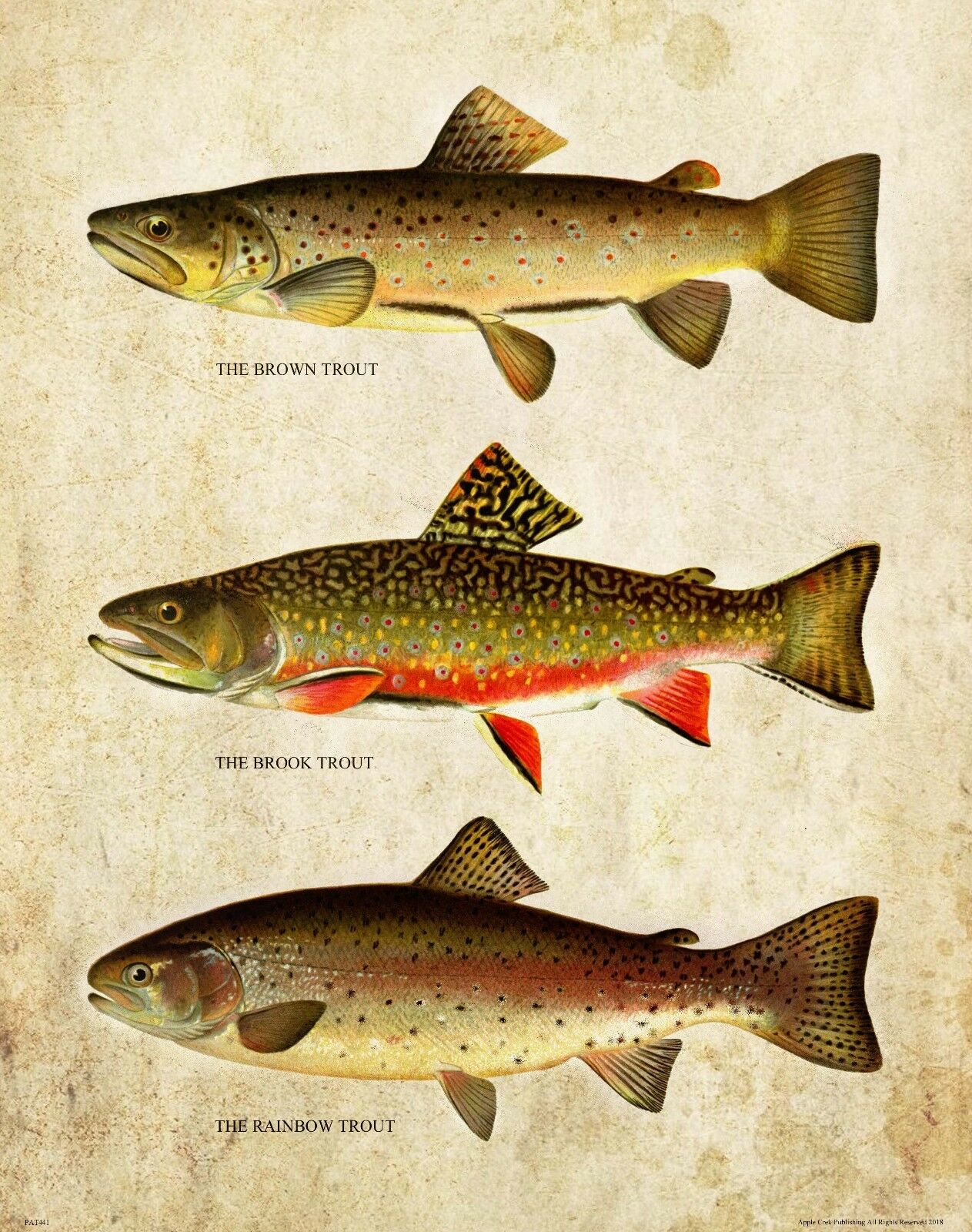 Vintage Alabalık Sinek Balıkçı - Aquarium Fish Poster incelemesi ve fiyatı