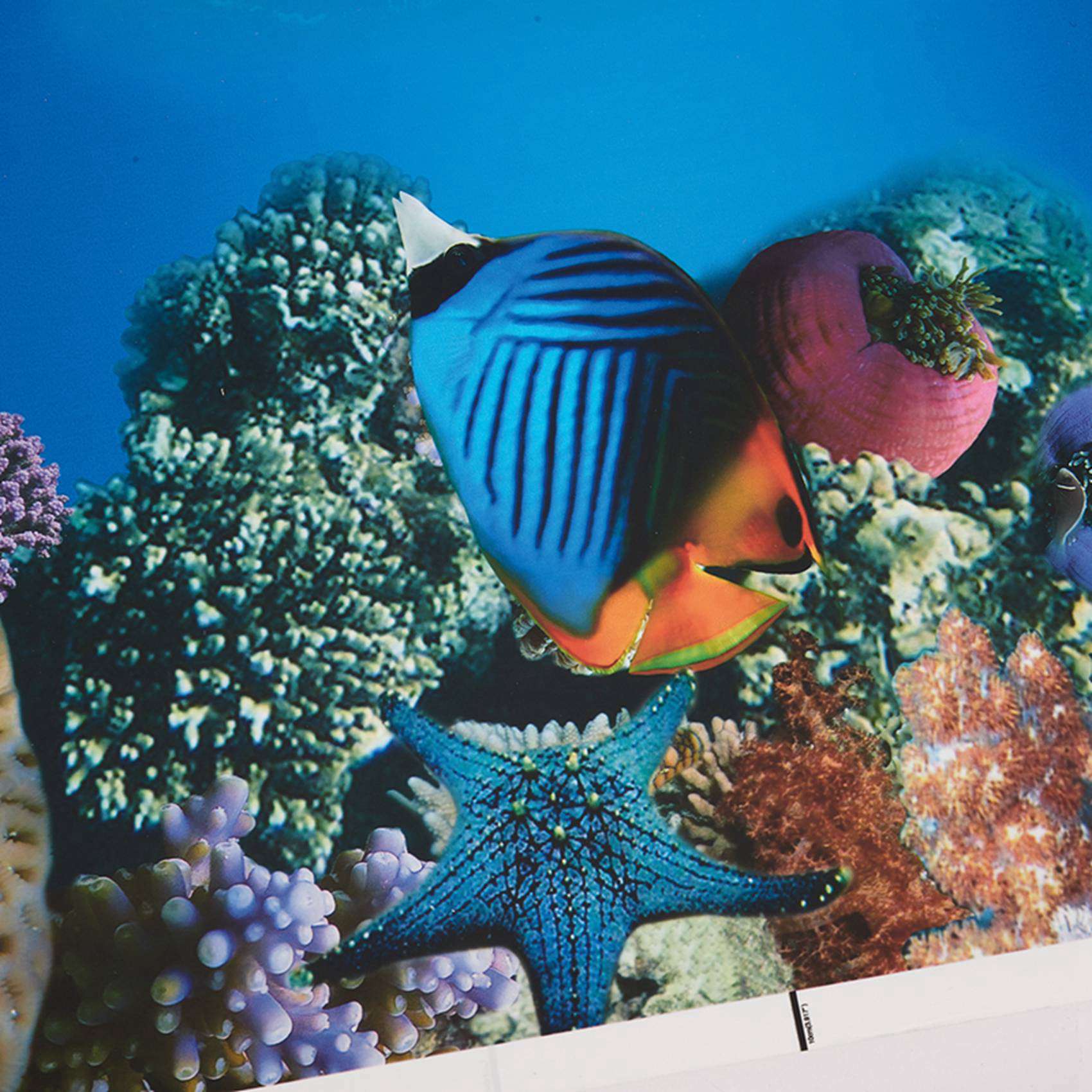 2 Adet Akvaryum Arka Plan Kağı - Fish In Aquarium Picture incelemesi ve fiyatı